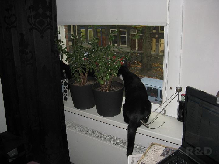 Spike & Zoey 24 oktober 2008 (1).JPG